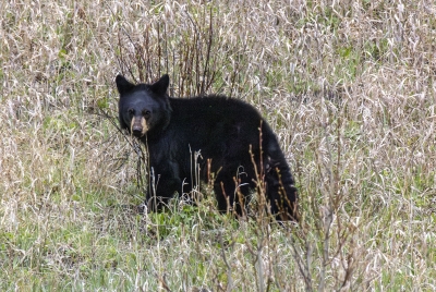 Black Bear Cub May 2025